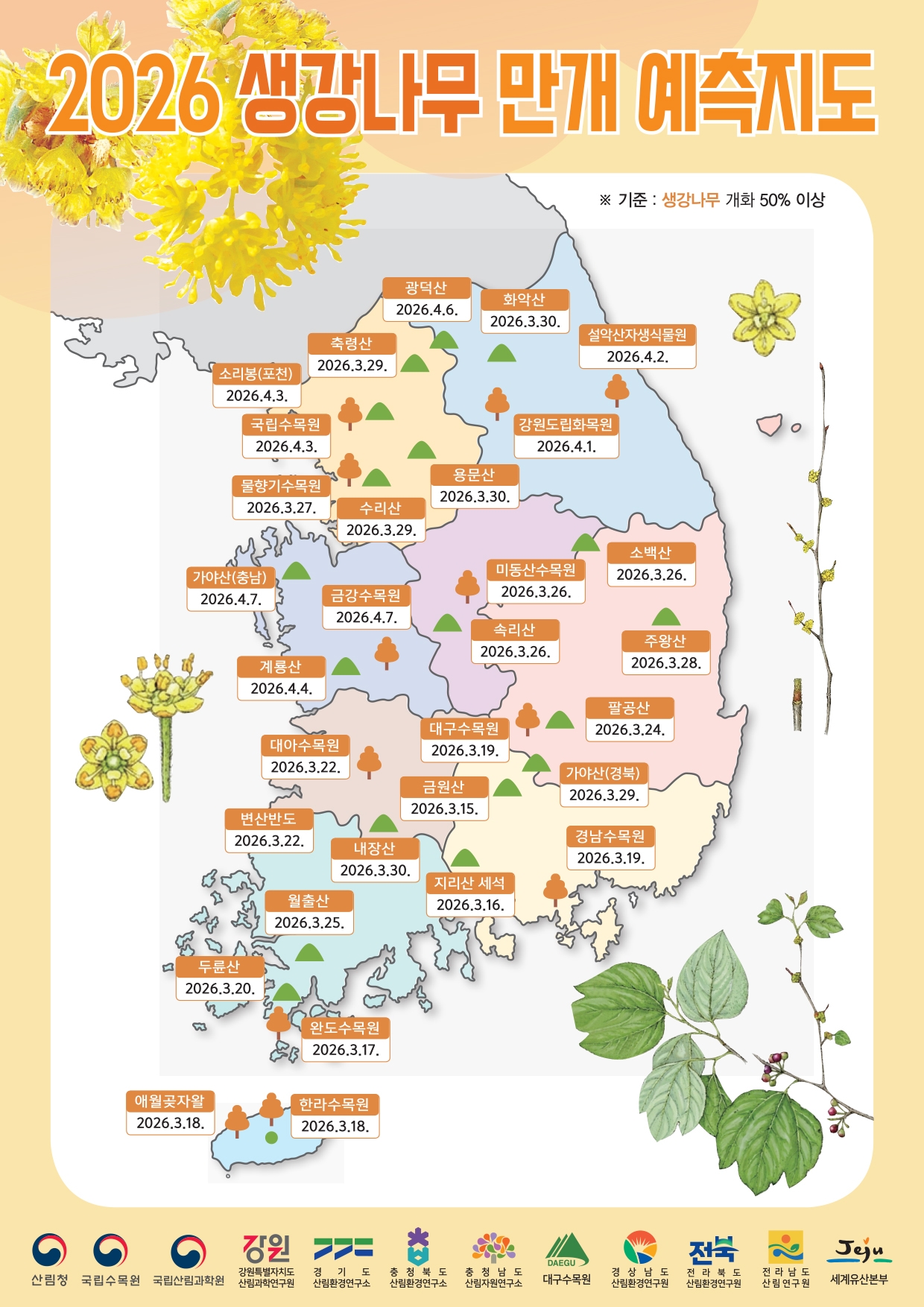 생강나무 만개 예측